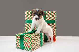 A pet themed gift exchange is a great way to bring joy and include your pets in the festivities. 