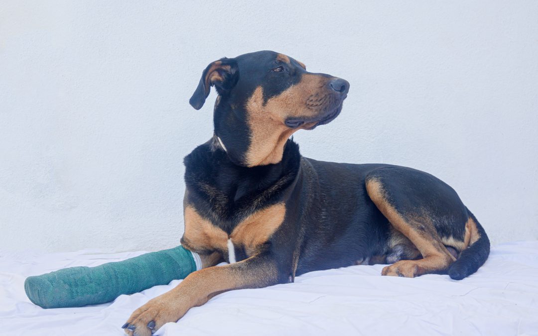 The Benefits of an Accident-Only Pet Insurance Plan