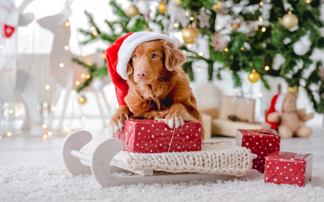 Pet-Friendly Tips For A Merry Holiday