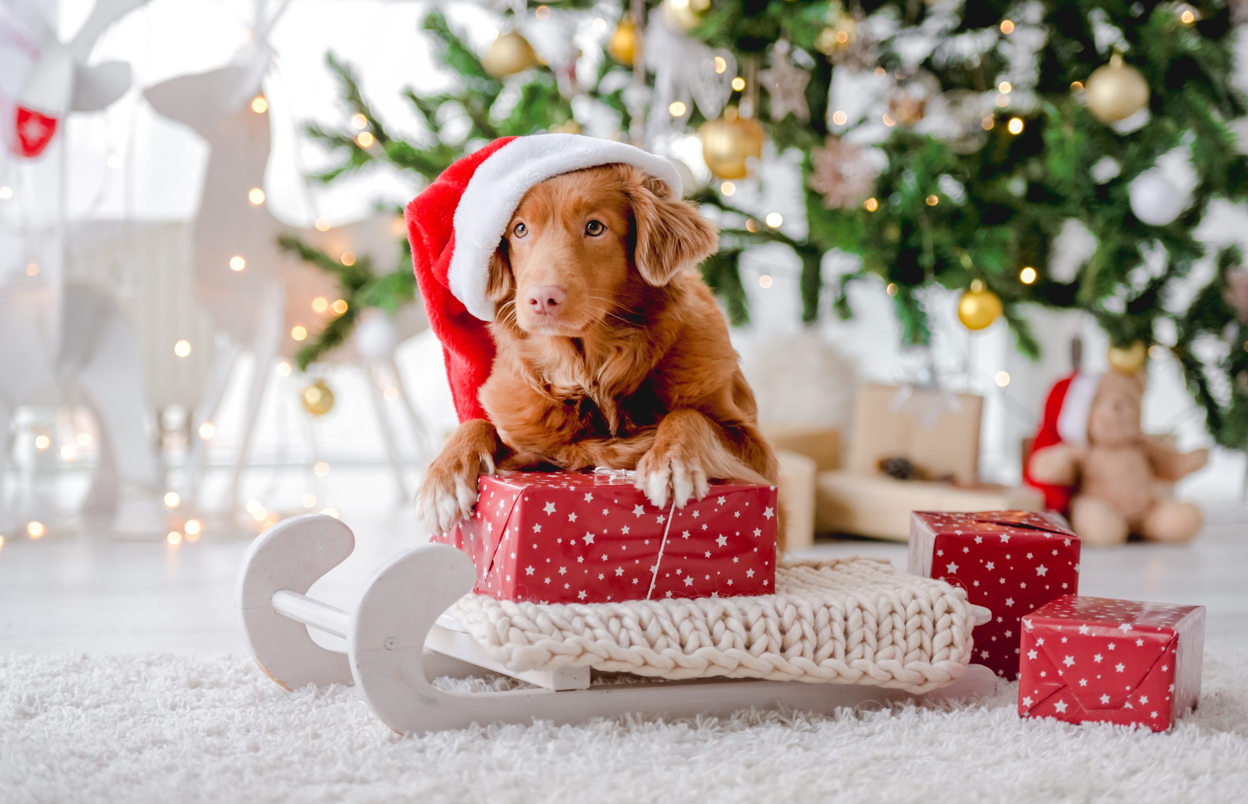 Including your pet in the holiday festivities can elevate your bond and keep them happy.