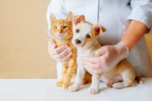Many factors are considered in purchasing a pet insurance plan.