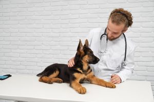 Don't wait to call your vet if you think your dog has injested a grape. Your vet can provide guidance on treatments.