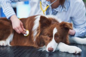 Don't wait to call your vet if you think your dog has injested a grape. Your vet can provide guidance on treatments.