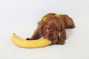 Not all fruit is harmful to dogs. Apples, bananas, and blueberries are healthy snacks.