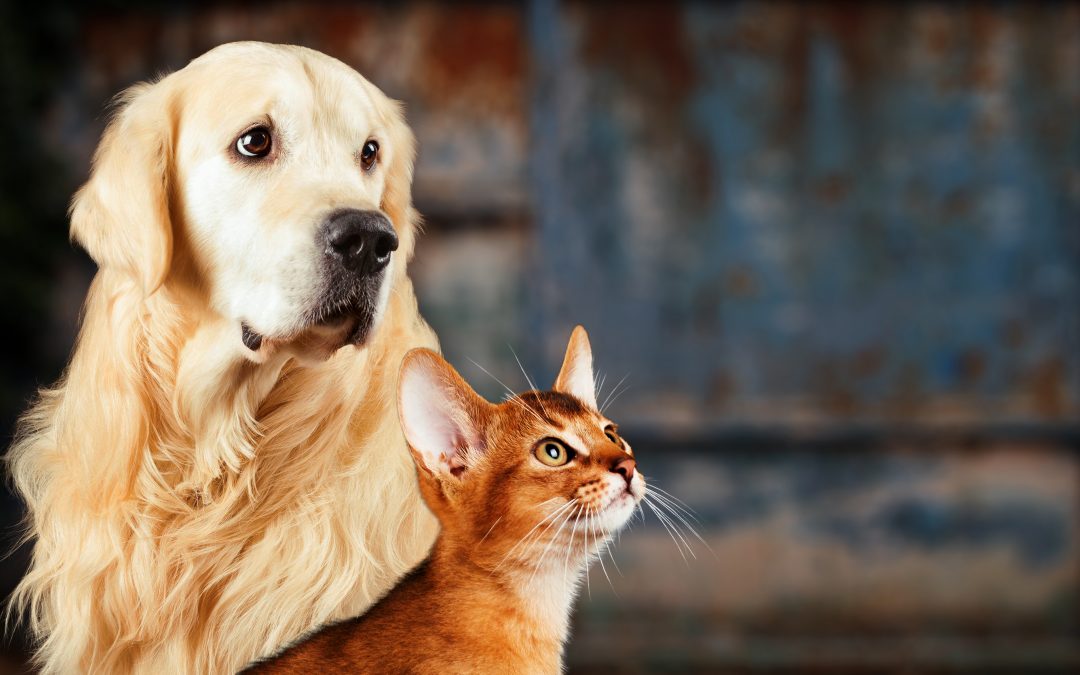 How Does Pet Insurance Work? A Comprehensive Explanation