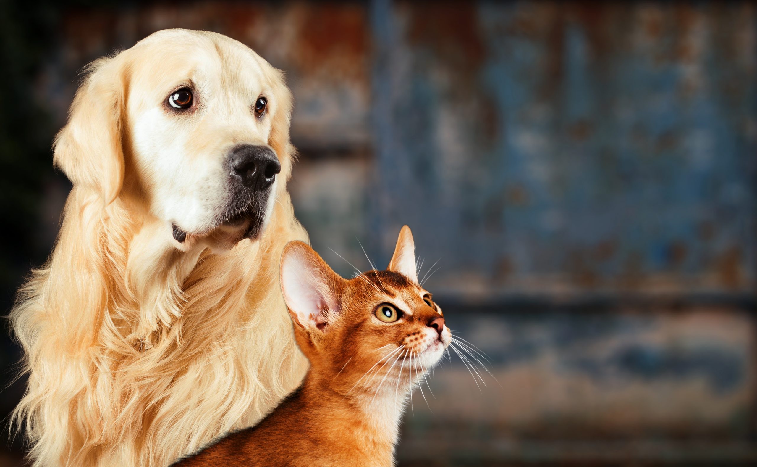 The ultimate guide to basic pet insurance terms