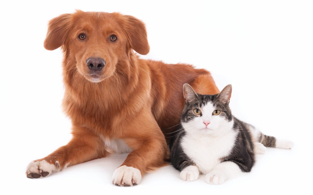 The Cost of Pet Insurance: What to Expect and How to Save