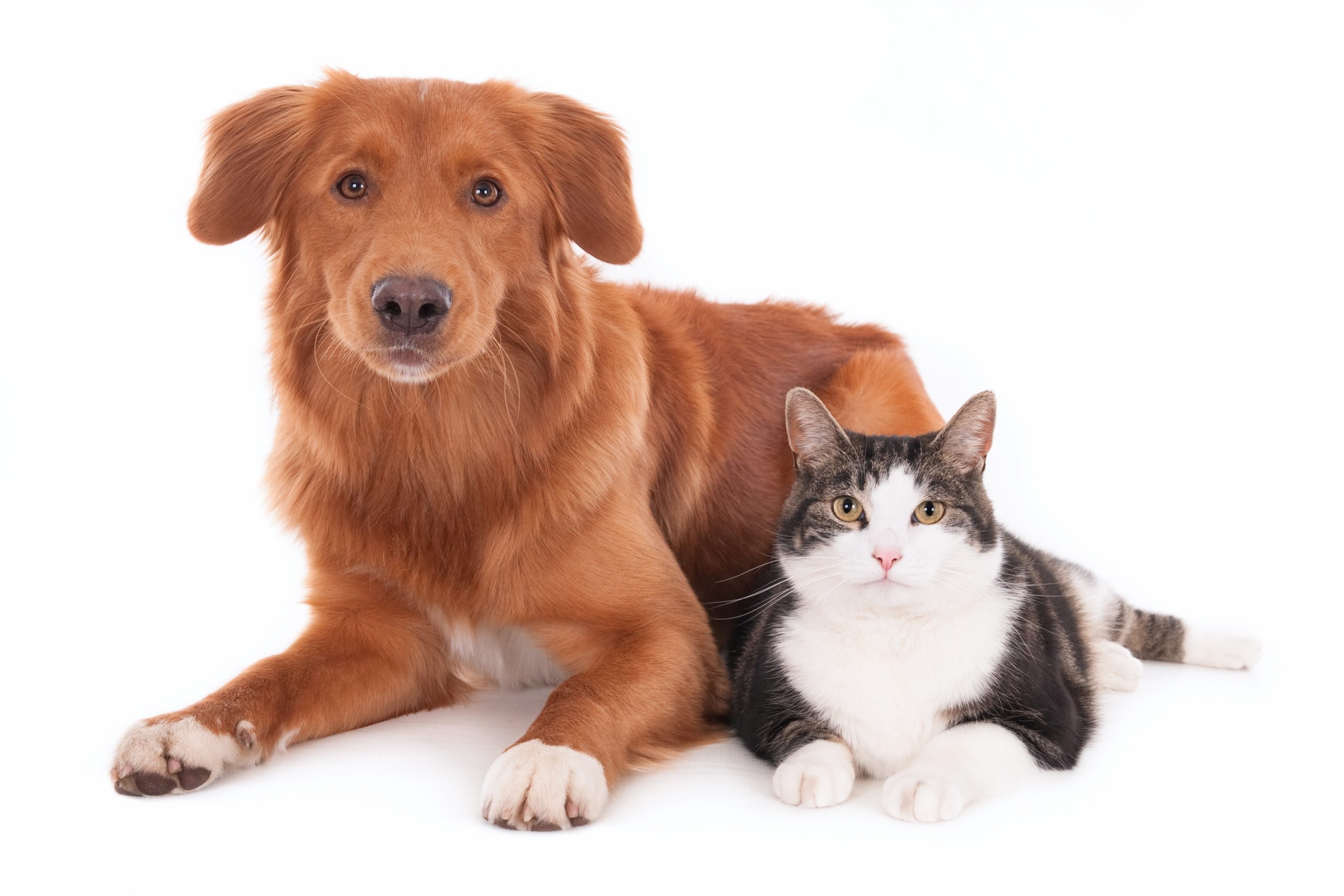 Discover the cost of pet insurance and how to save.
