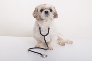 Portrait of vet pekingese dog isolated over white background, funny puppy sitting still with stethoscope and looks at camera, new specialist in veterinary clinic.