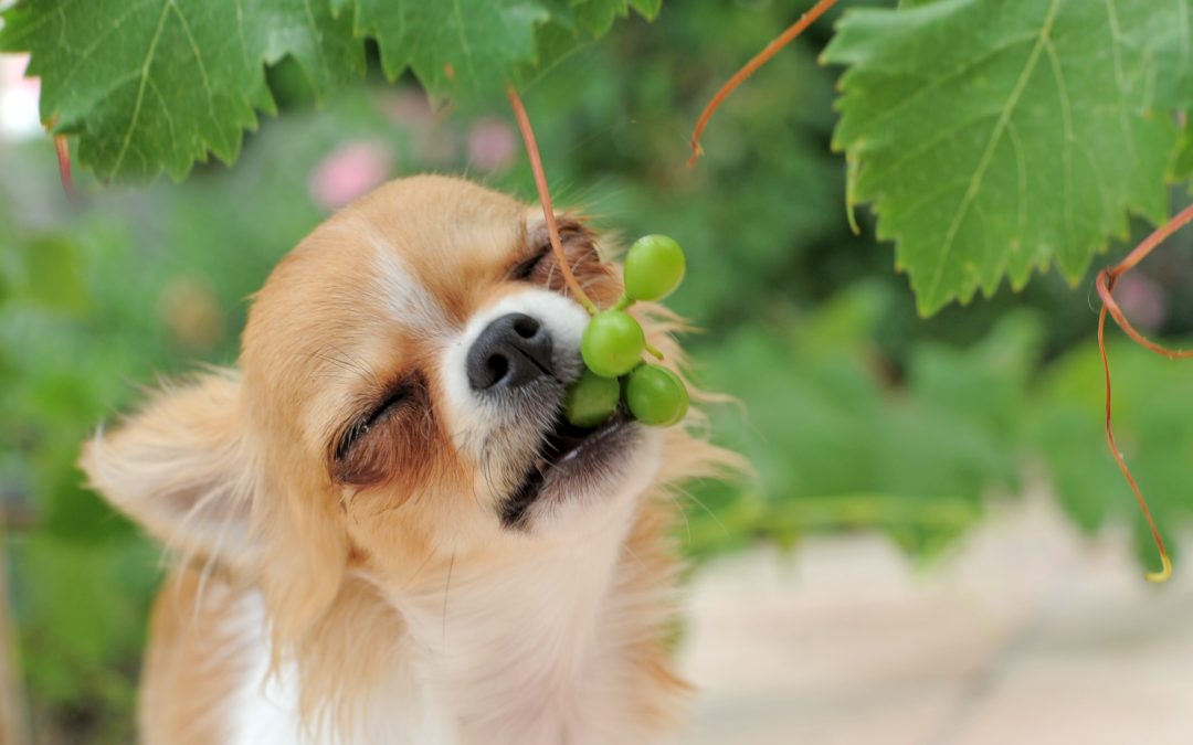 My Dog Ate Grapes and Raisins. What Should I Do?