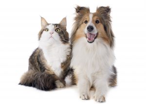 Many factors including age , breed and zip code affect the cost of pet insurance. 