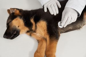 Unvaccinated dogs, puppies, and dogs with weakened immune systems have the greatest risk of contracting distemper.