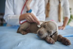 Your vet will likely conduct a thorough examination on your dog if it is suspected they have distemper, including dog's temperature, heart rate, and respiratory rate.