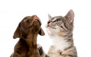 Brown labrador puppy look up to the sky with a gray and white kitten.