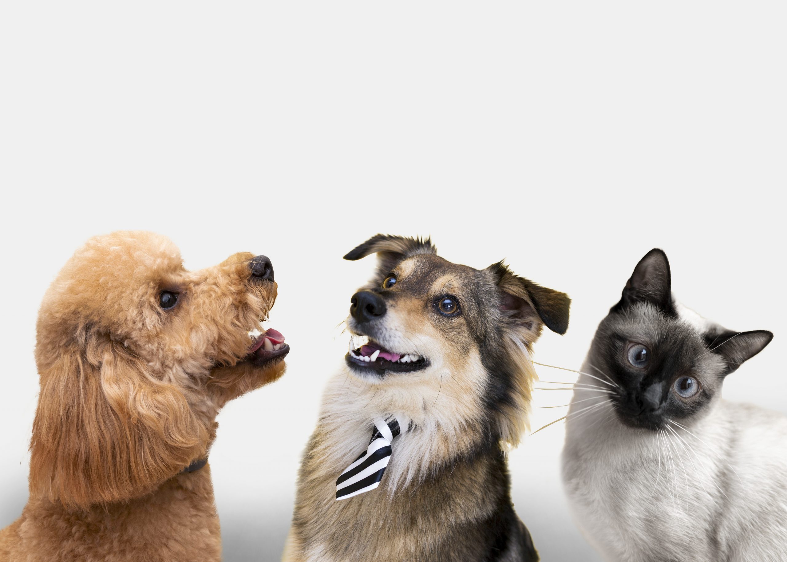 Pet insurance is complicated. Odie breaks it down.
