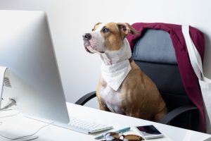 Odie partners with employers to add pet insurance as a benefit.