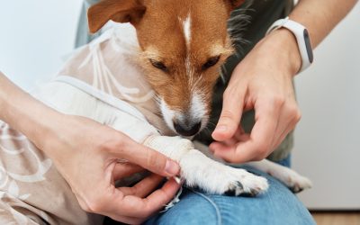 Surgery may be necessary if your dog is diagnosed with a luxating patella.