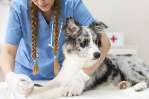 There are two types of pet insurance plans, including Illness and Injury and Accident Only.