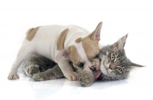 Pet insurance companies offer various types of reimbursement models.