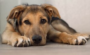 Pet insurance can help relieve the financial burden of treatment for a luxating patella. 