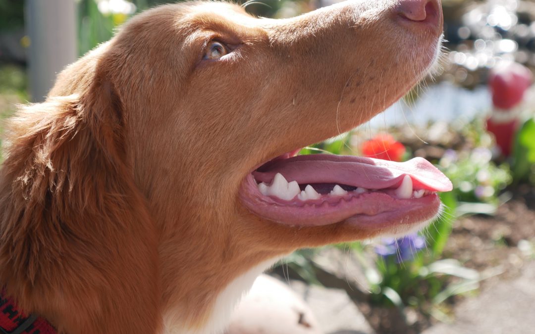 Periodontal Disease Dogs: Stages, Symptoms & Treatment