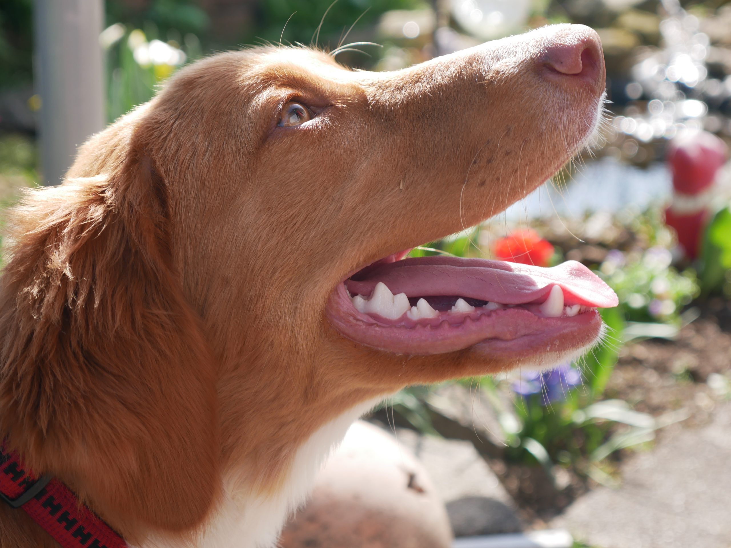 Periodontal disease causes buildup of plaque and tartar on your dog's teeth.
