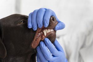 Bad breath, bleeding gums, and loose teeth are signs of periodontal disease in dogs. 