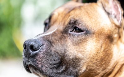 Close-up of the muzzle of a dog, labrador on a blurred light background.