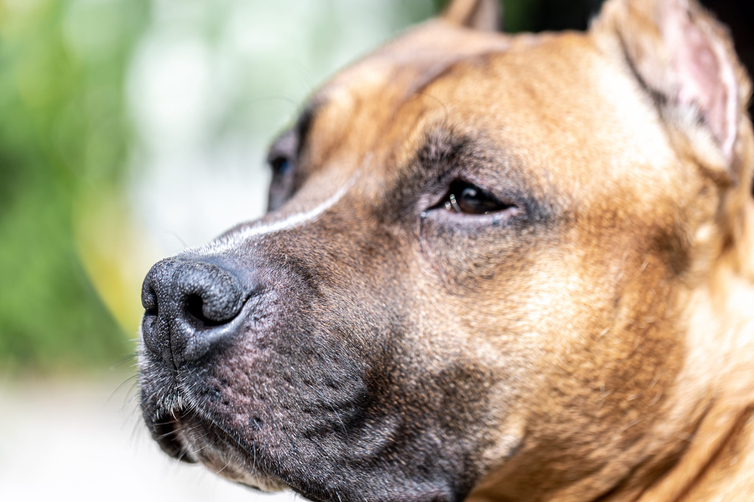 Dog Acne on Back, Chin, and Lip | Odie Pet Insurance