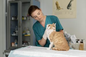 It's important to visit your vet if your cat is showing signs of cat flu. 