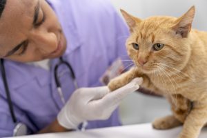 Vaccinations are essential in helping to prevent your cat from catching FeLV.