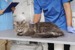 Cat UTIs can cause complications if left untreated. It's best to visit your vet if your cat is showing signs. 