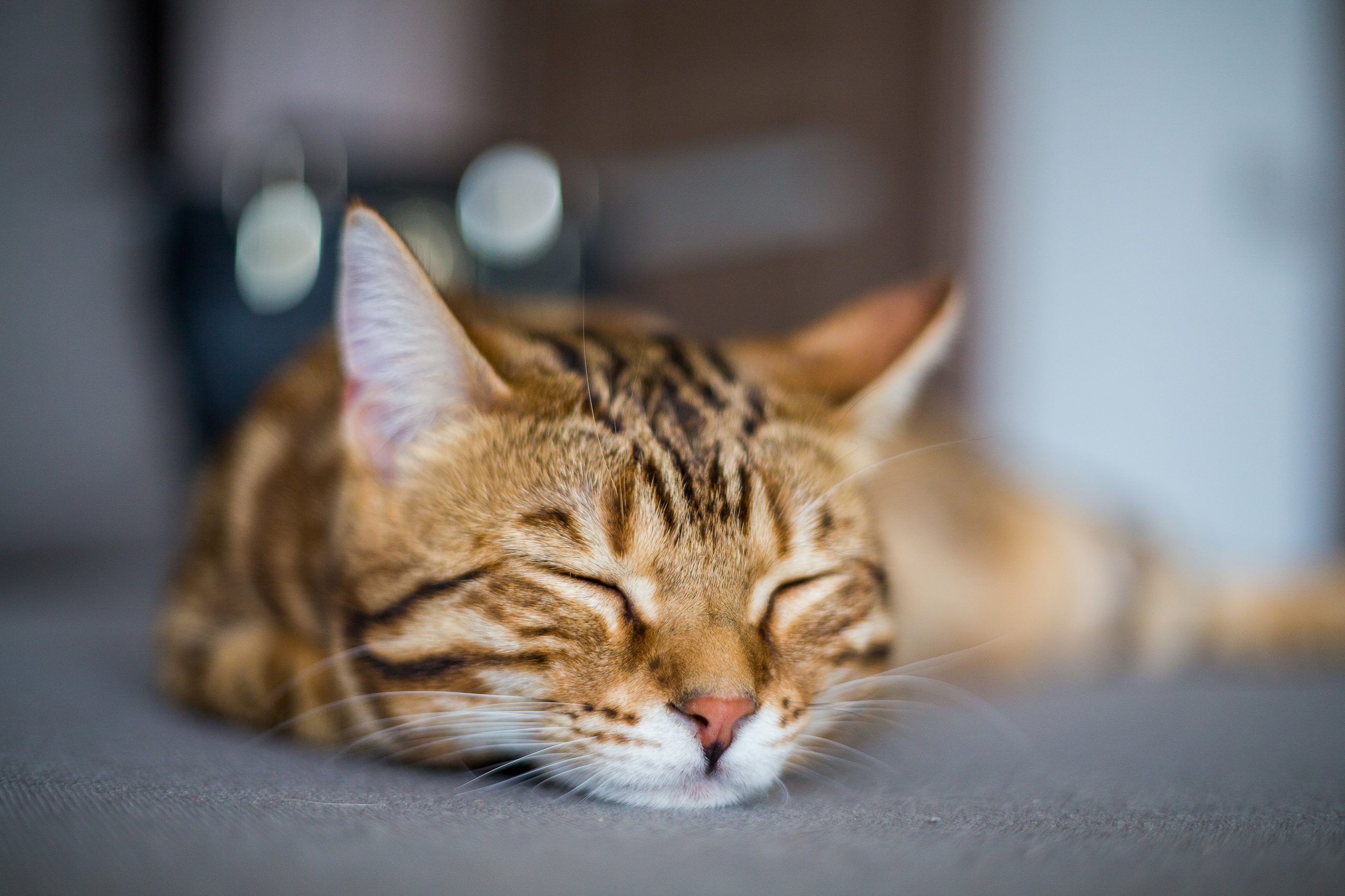Weight loss, lethargy and weakness, pale gums and swollen lymph nodes are symptoms of Feline Leukemia Virus.