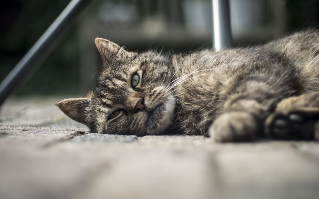 Cat Diabetes [Symptoms, Treatment Options, and Cost]