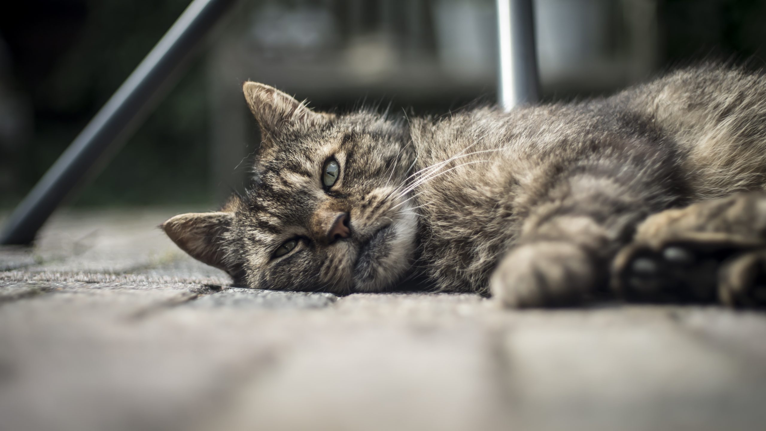Cat or feline diabetes occurs when their bodies cannot properly regulate blood sugar levels.