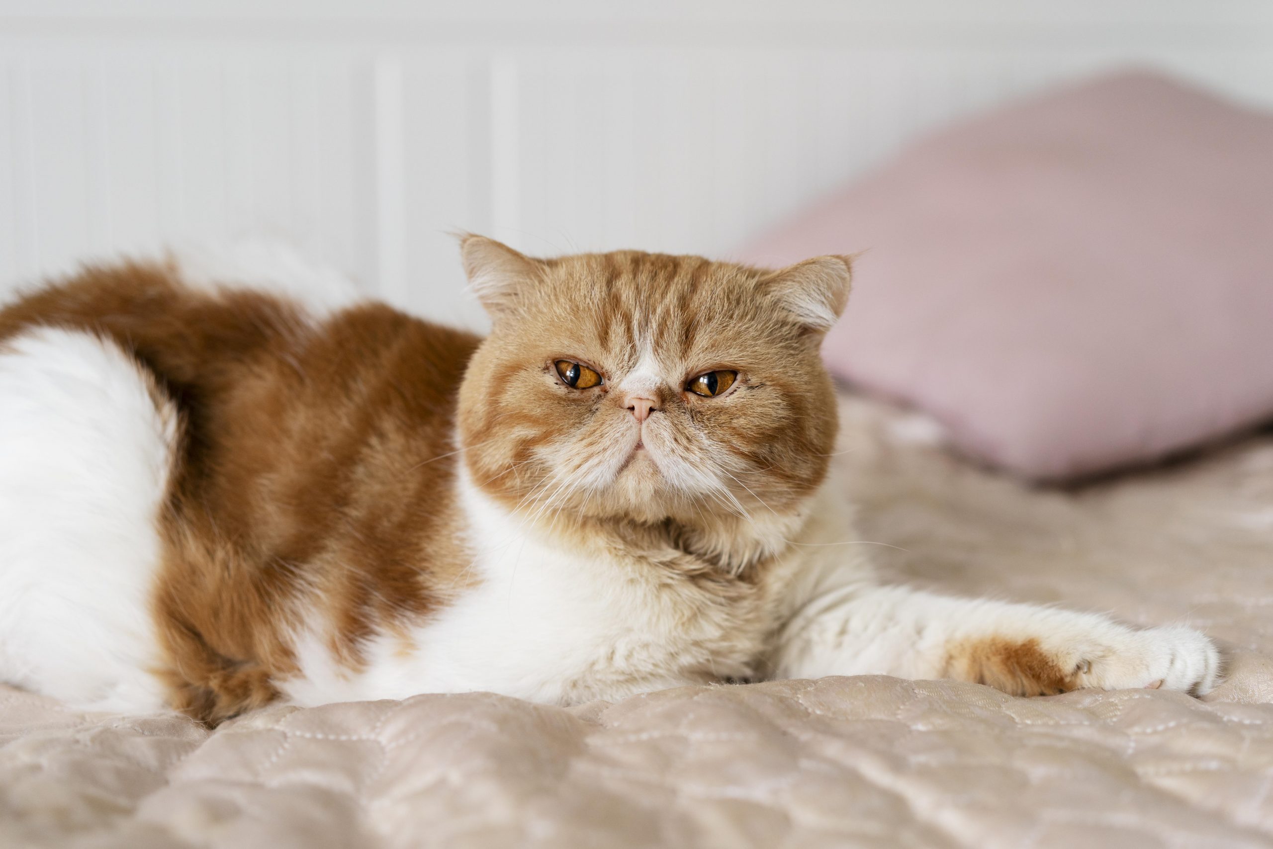 Cat flu is feline respiratory disease caused by a combination of viruses and bacteria