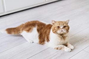 Frequent urination,. discomfort and excessive licking are signs of a cat UTI.
