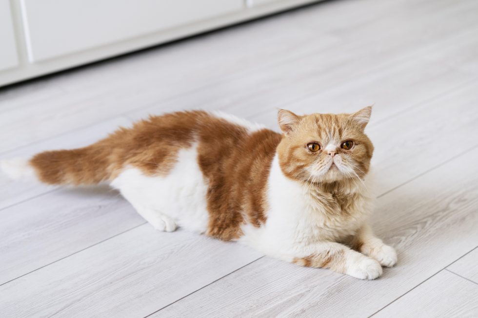 Picture Idea: Cat Uti Causes Symptoms Diagnosis Treatment