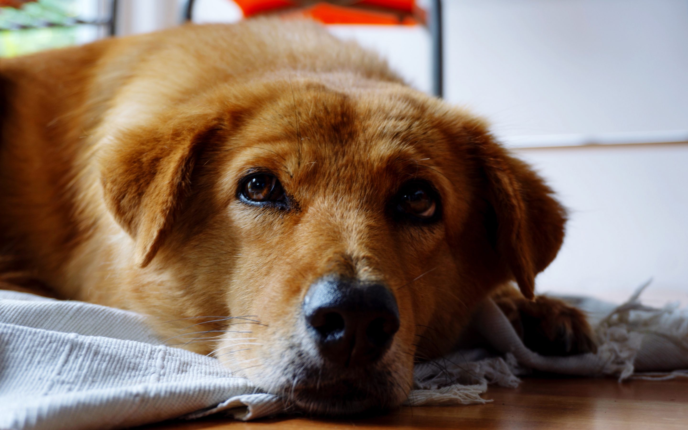 My dog ate a chicken bone what do i do odie pet insurance