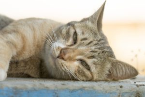 Sneezing, coughing, fever, loss of appetite, and lethargy are symptoms of cat flu.