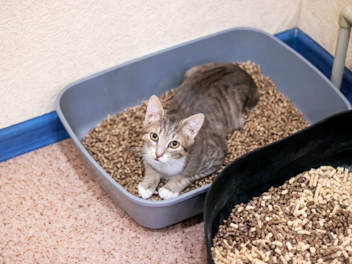 Hot male cat uti treatment Discount, image size:1200x900