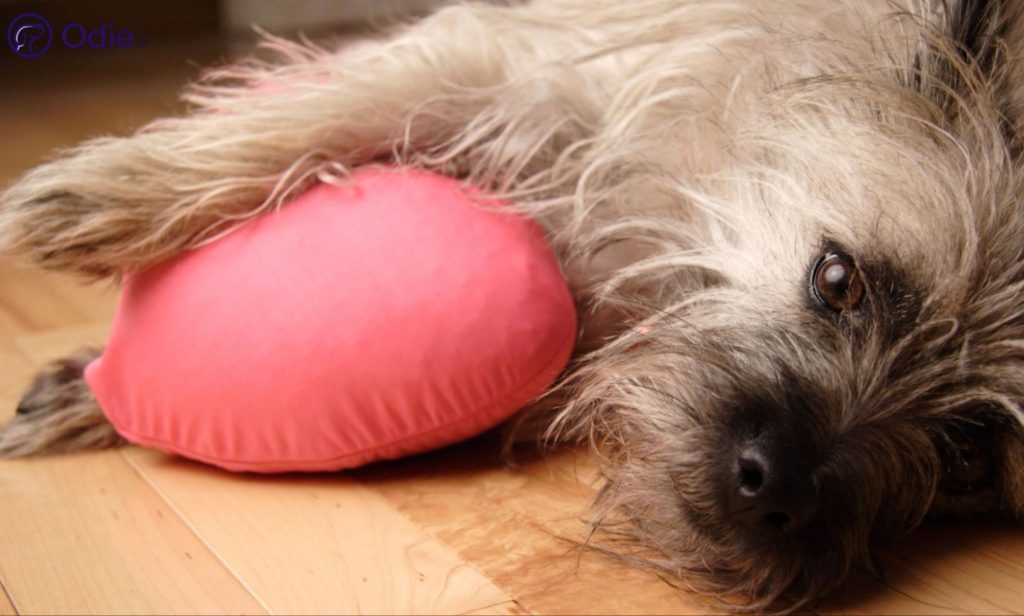 Scruffy dog resting next to a pink heart pillow, representing loving pet health insurance coverage.