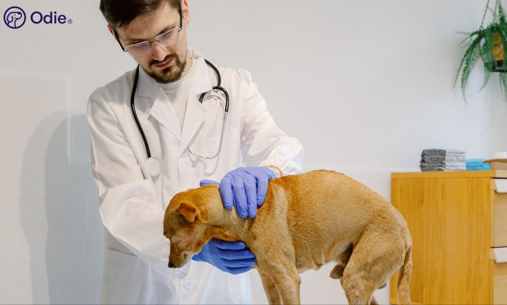 Veterinarian checking a small dog in a clinic, representing comprehensive pet insurance coverage.
