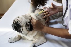 The lepto vaccine is often given in combinations with others to prevent distemper, hepatitis, and parvovirus.