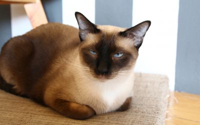 Siamese cats are predisposed to developing hyperthyroidism.