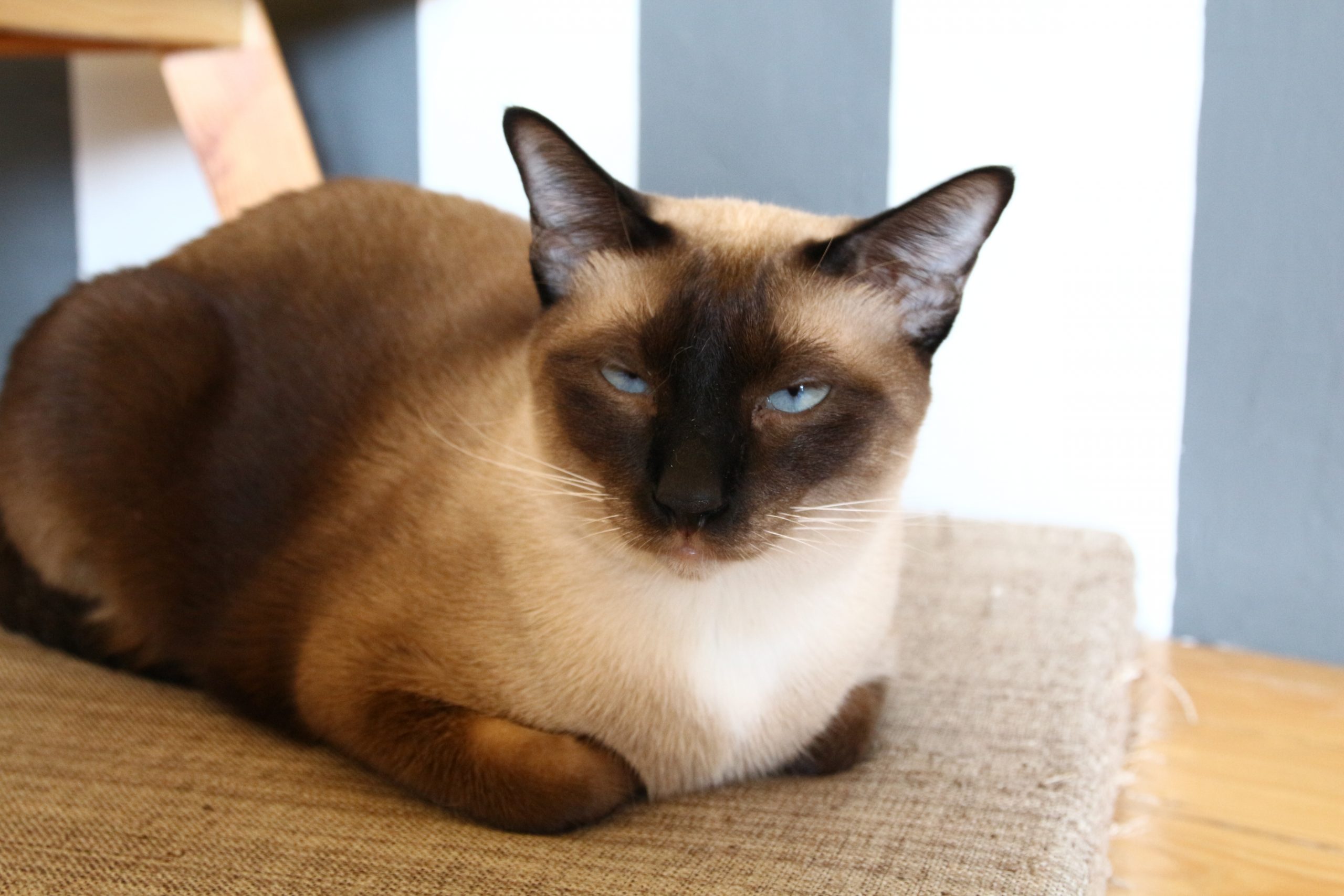 Siamese cats are predisposed to developing hyperthyroidism.