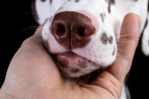 Dog acne can cause discomfort such as itching and scratching.