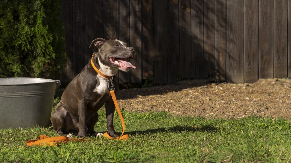 Dog Diarrhea With Mucus Odie Pet Insurance home-remedies-for-diarhea