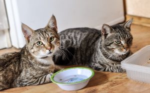 The FeLV virus is transmitted through contact with infected cats, such as sharing food and water bowls.