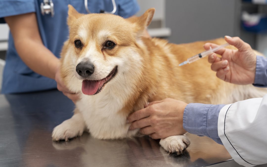 Lepto Vaccine for Dogs [How Often & Side Effects]